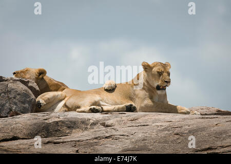 Les Lions se reposant sur le dessus de kopje Banque D'Images