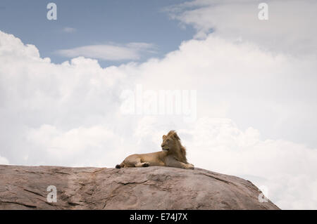 Lion reposant sur le dessus de kopje Banque D'Images