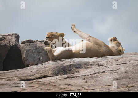 Les lions couchés sur le dessus de la colline Banque D'Images