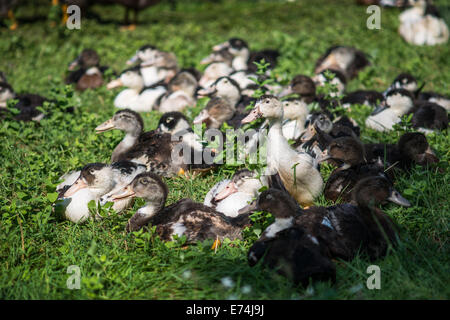 Les canards et oies domestiques dans un champ en Dordogne, France Banque D'Images