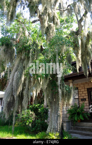 La mousse espagnole sur Live Oak tree, en Floride Banque D'Images