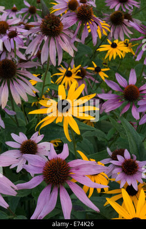 Coneflower et Black Eyed Susan. Banque D'Images