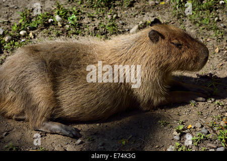 Le Capybara d'Amérique du Sud se prélasser plus grand rongeur du monde Banque D'Images