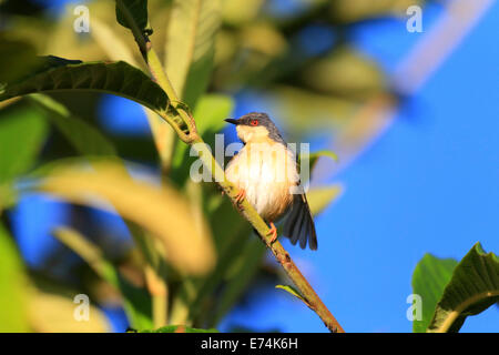 Prinia cendrée ou cendré Wren-Warbler Prinia (socialis) au Sri Lanka Banque D'Images