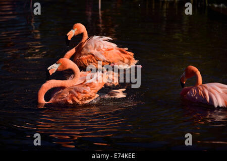 American Flamants Roses Phoenicopterus ruber baignade dans l'eau d'un étang Toronto Zoo Banque D'Images