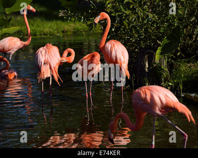 Colonie de flamants roses Phoenicopterus ruber le toilettage en pataugeant dans un étang à sun avec des réflexions Toronto Zoo Banque D'Images