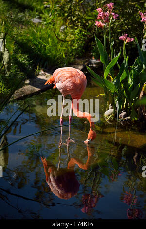 Seul flamant rose Phoenicopterus ruber avec réflexion filtreur à l'étang Toronto Zoo Banque D'Images