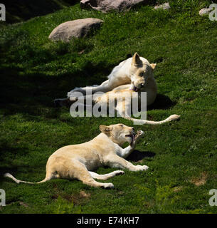 Les lions blancs deux Panterha leo krugeri grooming en position couchée sur l'herbe Toronto Zoo Banque D'Images