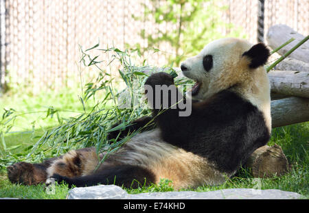 Er Shun Grand Panda eating bamboo au Zoo de Toronto Banque D'Images