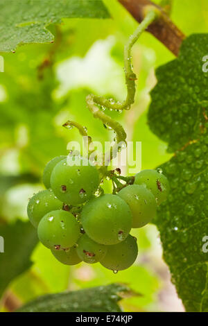 Raisins de Calistoga Napa Valley Californie Banque D'Images