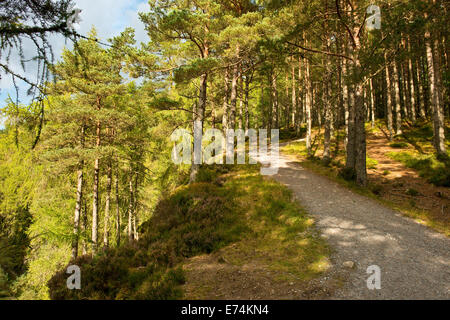 En chemin Woodland à bruar glen, Perthshire, Écosse, Highlands Banque D'Images