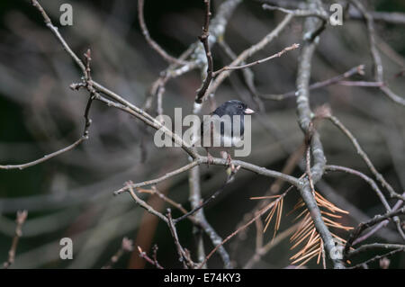 Oregon Junco ou le Junco ardoisé (Junco hyemalis) mâle, un petit passereau d'Amérique du Nord, se réfugie dans un arbre de chêne noir dans le S Banque D'Images