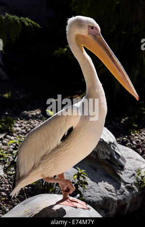 Grand Pélican blanc Pelecanus onocrotalus debout sur un rocher en soulevant un pied Toronto Zoo Banque D'Images