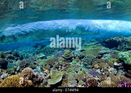 Coral reef, Royaume des Tonga Banque D'Images