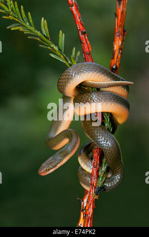 Close-up d'un Aurora house snake (Lamprophis aurora), Afrique du Sud Banque D'Images