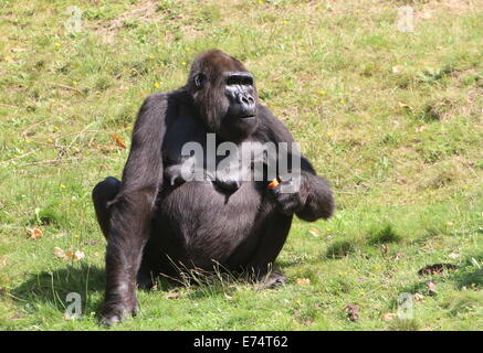 Femelle adulte mangeant une carrotl ; groupe de gorilles de plaine de l'Ouest à Apenheul zoo de primates, les Pays-Bas Banque D'Images