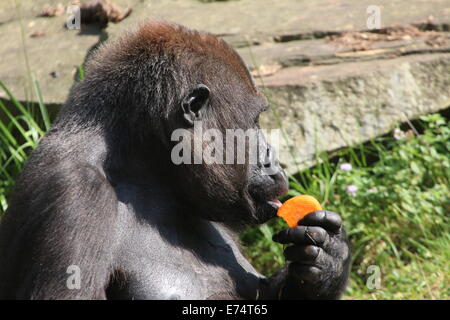 Manger une carotte à gorilles de primates Apenheul zoo, Apeldoorn, Pays-Bas Banque D'Images