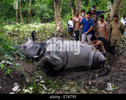 Guwahati, Assam état nord-est de l'Inde. Sep 6, 2014. Un rhinocéros blessé reçoit un traitement par des fonctionnaires du département des forêts au parc national de Kaziranga, environ 150 kms de Guwahati, capitale de l'état de l'Assam, nord-est de l'Inde le 6 septembre 2014. Credit : Stringer/Xinhua/Alamy Live News Banque D'Images