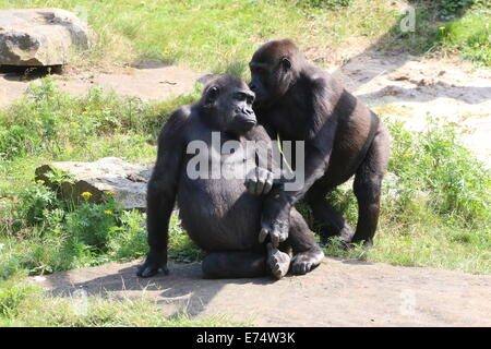 Deux gorilles femelles matures, des membres d'un groupe de gorilles de plaine de l'Ouest à Apenheul zoo, les Pays-Bas Banque D'Images