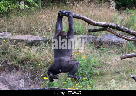 Jeune homme espiègle au gorille zoo Apenheul, Pays-Bas, suspendu à une branche Banque D'Images