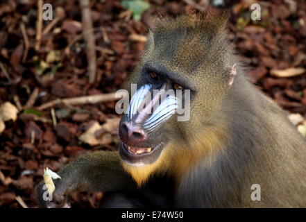 Gros plan de la face colorée d'un jeune homme singe Mandrill (Mandrillus sphinx) Banque D'Images