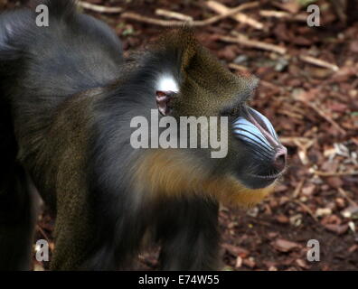 Gros plan de la face colorée d'un mâle juvénile singe Mandrill (Mandrillus sphinx) Banque D'Images