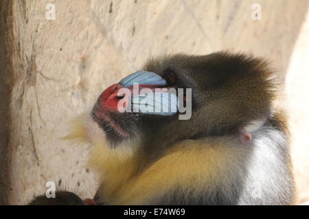 Close-up du coloré de un mâle adulte singe Mandrill (Mandrillus sphinx) Banque D'Images