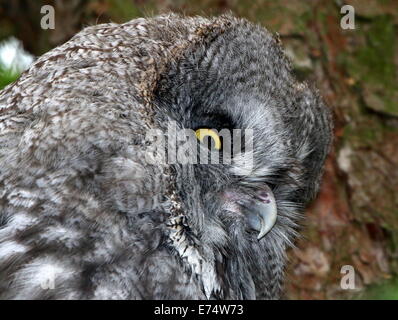 Gros plan de la tête d'une Chouette lapone (Strix nebulosa) Banque D'Images