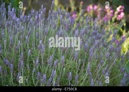 En fleurs de lavande Banque D'Images