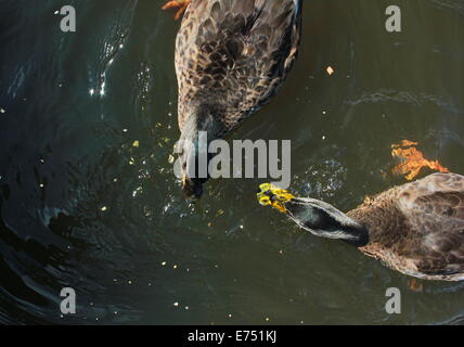 Nourrir les canards Banque D'Images