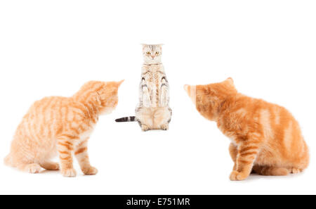 Groupe de petits chats British Shorthair Gingembre sur fond whtie Banque D'Images