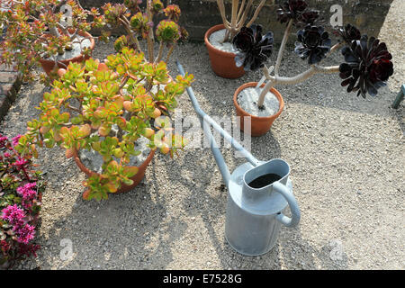 Les plantes succulentes en pots de terre cuite avec arrosoir en métal. England UK. Banque D'Images