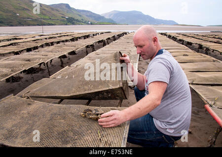 Ardara, comté de Donegal, Irlande. 7 septembre 2014. Charlie McHugh des contrôles sur ses huîtres contenant 2,5 millions d'huîtres. Il vend maintenant ses produits à tous les restaurants de Paris où la maladie a décimé la production ostréicole français de gauche. Les huîtres sont irlandais commandant maintenant des prix élevés qu'ils ne sont pas affectés par la maladie. Crédit : Richard Wayman/Alamy Live News Banque D'Images