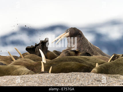 Les morses de l'Atlantique (Odobenus rosmarus) Torellneset Svalbard Norvège Cercle Arctique Scandinavie Europe Banque D'Images