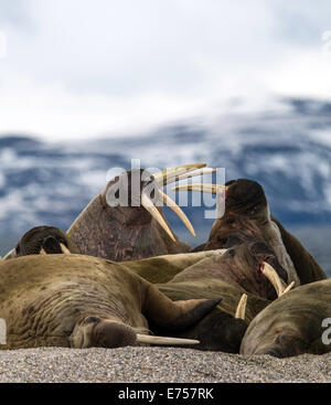 Les morses de l'Atlantique (Odobenus rosmarus) Torellneset Svalbard Norvège Cercle Arctique Scandinavie Europe Banque D'Images