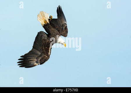 American Bald Eagle, Haliaeetus leucocephalus, Susquehanna, dans le Maryland. Banque D'Images