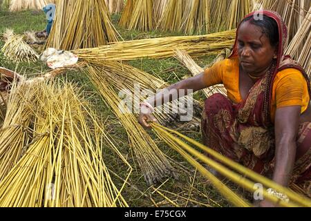 7 septembre 2014 - 07 septembre 2014, l'agricultrice du Bangladesh jute brut recueillir près de Arialkha River de Dhaka. Pour le refus d'un prix équitable le jute, une fois la fibre d'or est devenu un fléau pour les agriculteurs qui le produisent en échange de travail et impliquant un coût plus élevé. Les agriculteurs n'obtiennent pas assez le jute, parce que le manque de pluie cette année. Bonne récolte cette année et pourrait vendre 1 maund (1 = 37,12 Kg maund) à 600 taka Bangladais (8 US$). Le Bangladesh est le plus grand producteur mondial de jute, une substance fibreuse utilisé dans la fabrication de la toile de jute, sacs, tapis, cordes et ficelles, et la carpe Banque D'Images