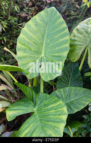 Feuilles de géant Alocasia Calidora x utilisé comme décoration d'été exotique dans un jardin de Plymouth Banque D'Images