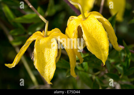 Comme l'écorce d'Orange de l'escalade tépales Clematis orientalis 'Bill Mackenzie' Banque D'Images