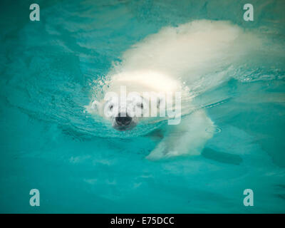 Anana, le résident de l'ours polaire femelle de Lincoln Park Zoo à Chicago, nageant dans sa piscine par une chaude journée d'été,. Banque D'Images