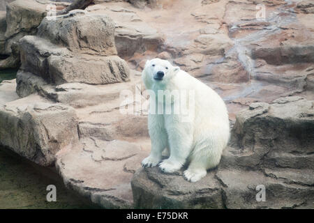 Vue de anana, l'ours polaire Femelle résidente du Lincoln Park Zoo à Chicago, Illinois. Banque D'Images