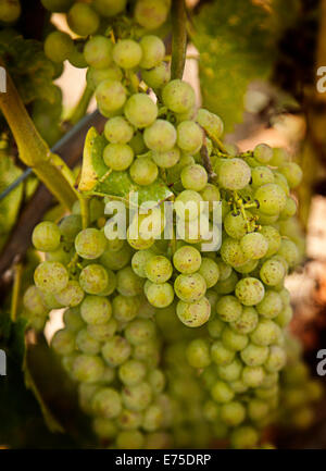 La lumière, les raisins des vignobles Hall, Winery, Prince Edward County, les raisins sur la vigne, vigne, raisin, blanc, bouquet, la récolte, la vigne Banque D'Images