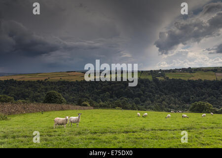 Moutons sur les champs avec summer storm brewing Banque D'Images