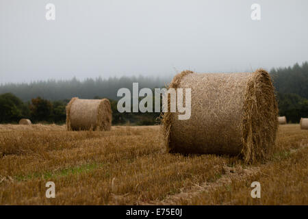 Balle de paille rond en champ de chaumes, Co Wexford, Irlande Banque D'Images