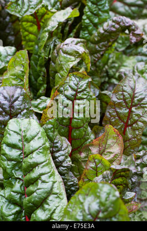 "Blettes" Intense. De plus en plus Feuilles de bette à carde dans le potager. Banque D'Images