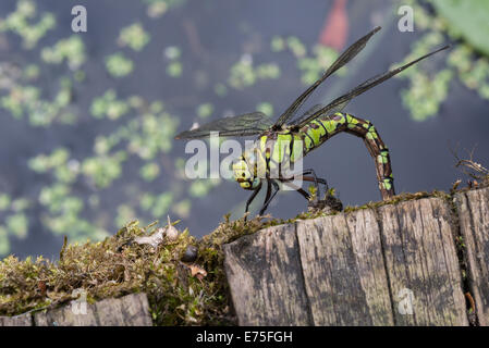 Dragonfly Southern Hawker pond des œufs Banque D'Images