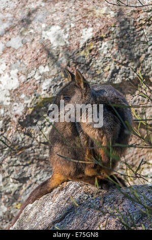 Rock Wallaby à queue en brosse ou d'un petit hibou-rock wallaby (Petrogale penicillata) et en voie de disparition des animaux indigènes australiens. Banque D'Images