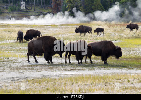 Image horizontale d'une famille de North American Buffalo avec troupeau et hot springs en arrière-plan dans le parc de Yellowstone Banque D'Images