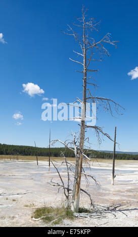 Vertical image d'un grand arbre mort debout dans les sources chaudes du parc de Yellowstone avec ciel bleu et nuages Banque D'Images