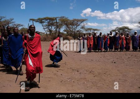 Un groupe de guerriers Massaïs effectuer une sorte de mars-passé lors de la traditionnelle cérémonie Eunoto effectuée dans une cérémonie de passage à l'âge adulte pour les jeunes guerriers dans la tribu Masaï dans la zone de conservation de Ngorongoro cratère dans la région des hautes terres de Tanzanie Afrique de l'Est Banque D'Images